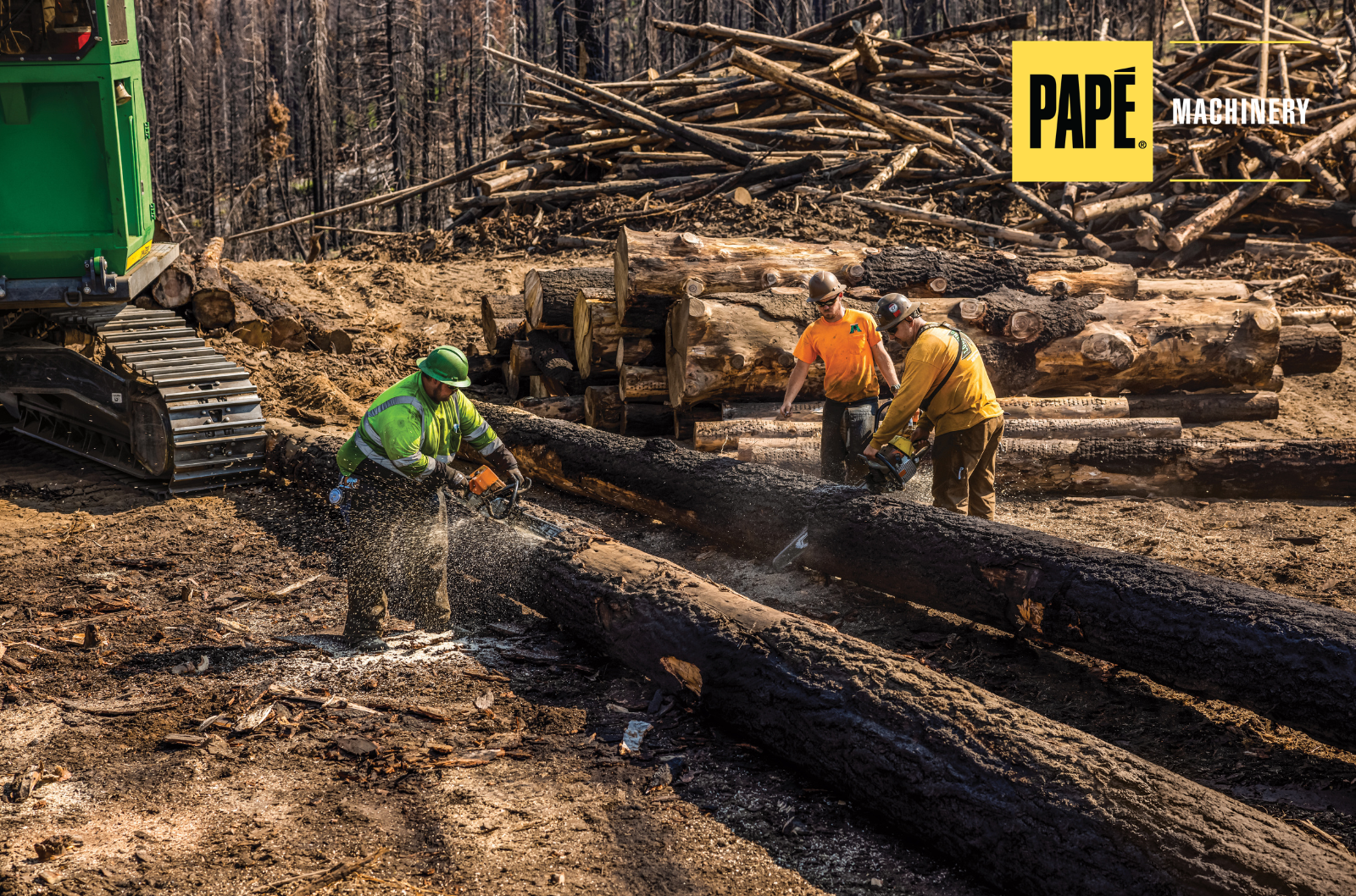 Logging crew cutting fire-damaged logs with chainsaws at a forestry worksite.
